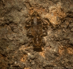 Stigmatium mastersii