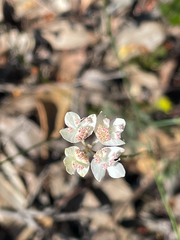 Xanthosia