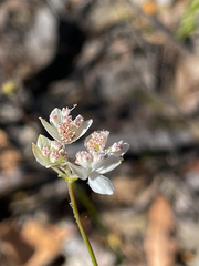 Xanthosia