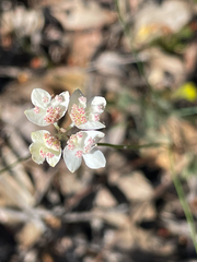Xanthosia