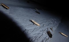 Pyroderces deamatella