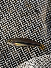 Rasbora einthovenii
