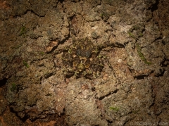 Stephanopis carcinoides