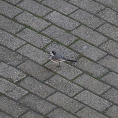 Motacilla alba