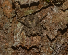 Stephanopis carcinoides