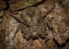 Stephanopis carcinoides