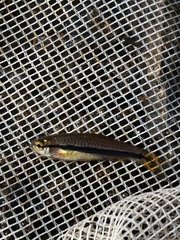 Rasbora einthovenii