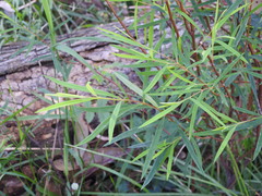 Pimelea axiflora
