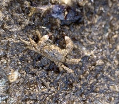 Pilumnus