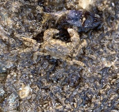 Pilumnus