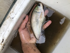 Notopterus notopterus