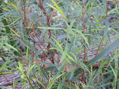 Pimelea axiflora