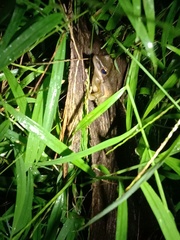 Chalcorana chalconota