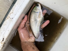 Notopterus notopterus