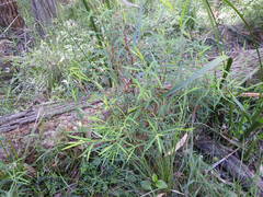 Pimelea axiflora