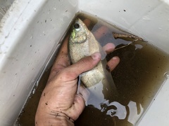 Notopterus notopterus