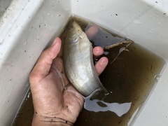 Notopterus notopterus