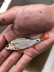 Systomus orphoides
