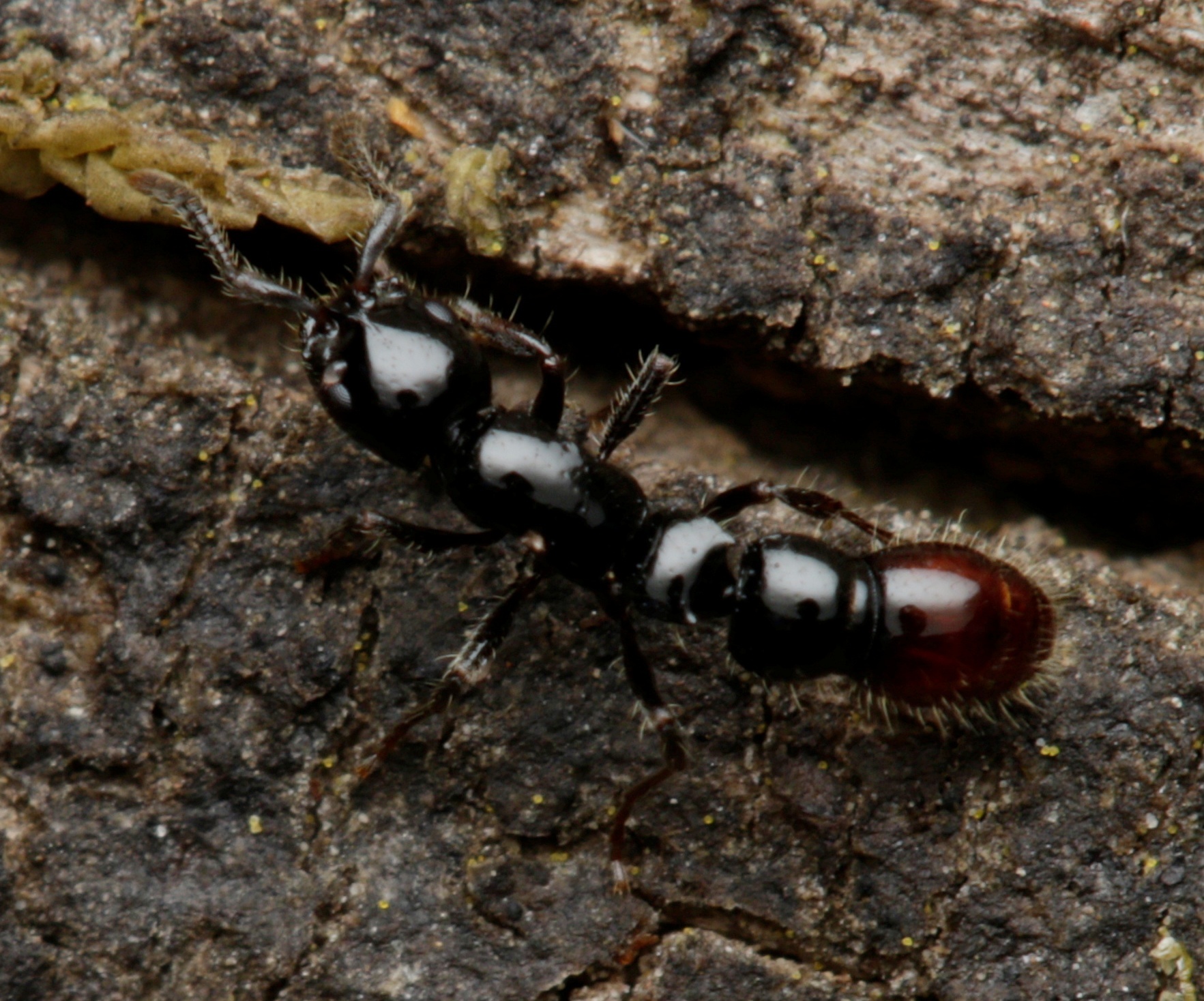 Lioponera ficosa