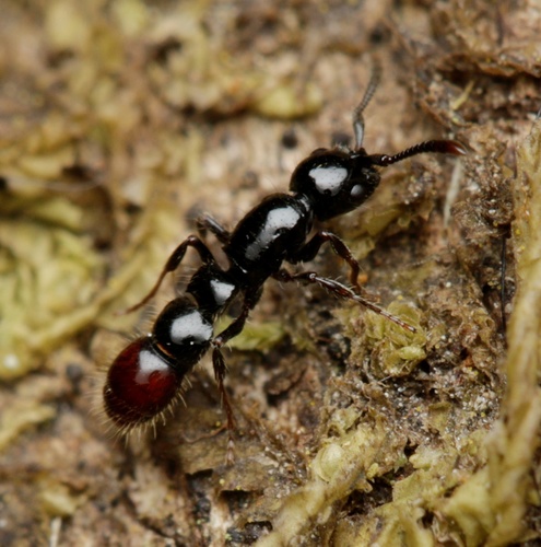 Lioponera ficosaLioponera ficosa