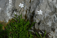 Heliosperma alpestre