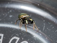 Heliophanus chovdensis