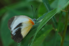 Mylothris chloris chloris