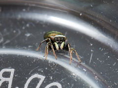 Heliophanus chovdensis