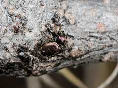 Heliophanus chovdensis