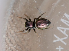 Heliophanus chovdensis
