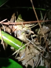 Chalcorana chalconota