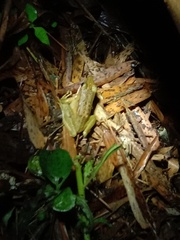 Chalcorana chalconota