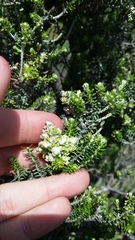 Austrotephritis cassiniae