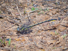 Phanogomphus oklahomensis