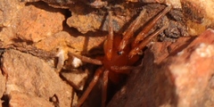 Caponia