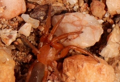 Caponia