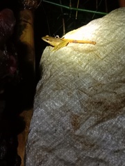 Chalcorana chalconota