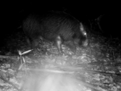 Sus scrofa leucomystax