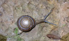 Thersites darlingtoni