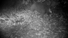 Sus scrofa leucomystax