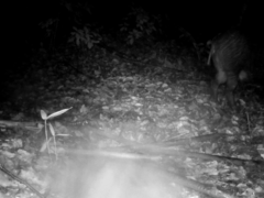 Sus scrofa leucomystax