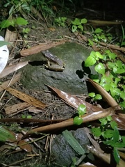 Chalcorana chalconota