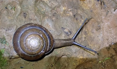 Thersites darlingtoni