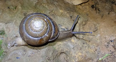 Thersites darlingtoni