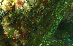 Parablennius tasmanianus