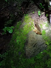 Chalcorana chalconota