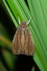 Ichneutica steropastis