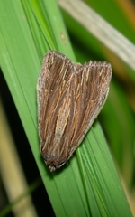 Ichneutica steropastis