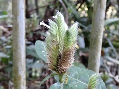 Lepidagathis incurva