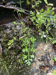 Chaerophyllum ramosum